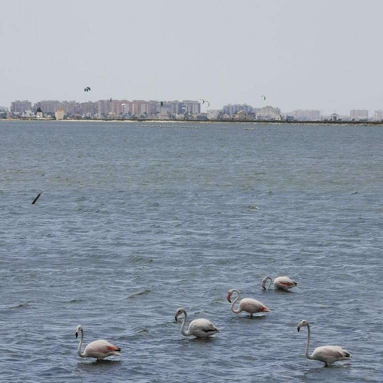 Veluto Cosy Apartment in Torrevieja - Two-Bedroom Apartment - 20