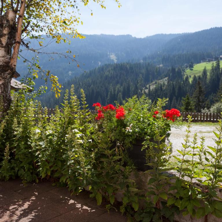 Alpenspitz Appartements - Garni - B&B - Apartment with Balcony - 1