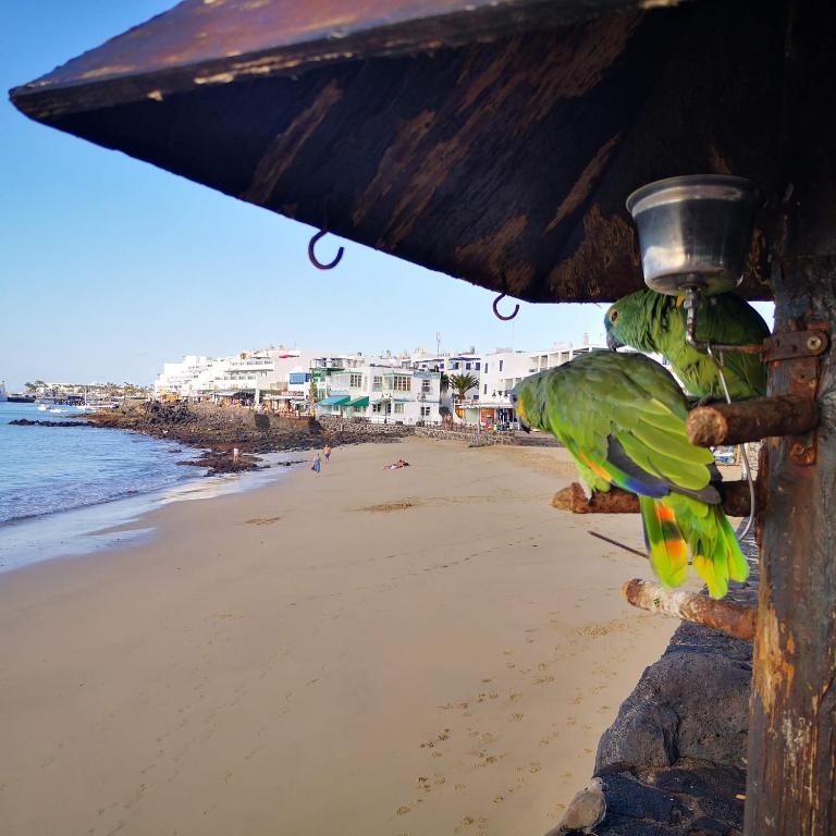 Apartamentos Mares de Lava - Playa Blanca - Apartamento de 1 dormitorio - 19