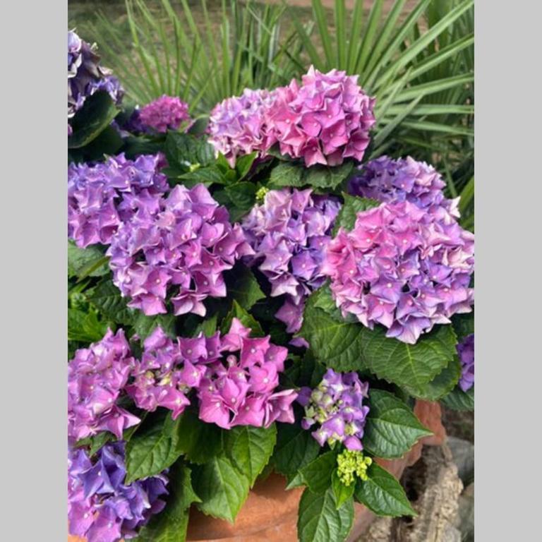 Casetta dei fiori - Appartamento con 2 Camere da Letto - 1