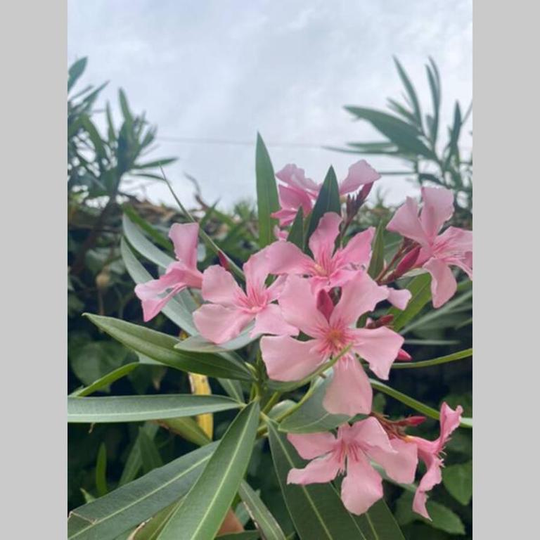 Casetta dei fiori - Appartamento con 2 Camere da Letto - 22