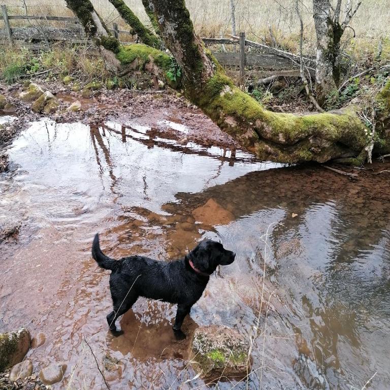 Brvnara Jahorinka - One-Bedroom House - 55