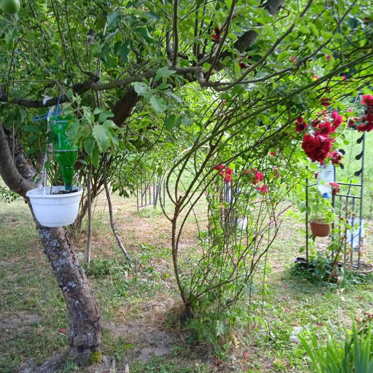 Apartmani Dada Kanjon Grmuša - Three-Bedroom House - 34