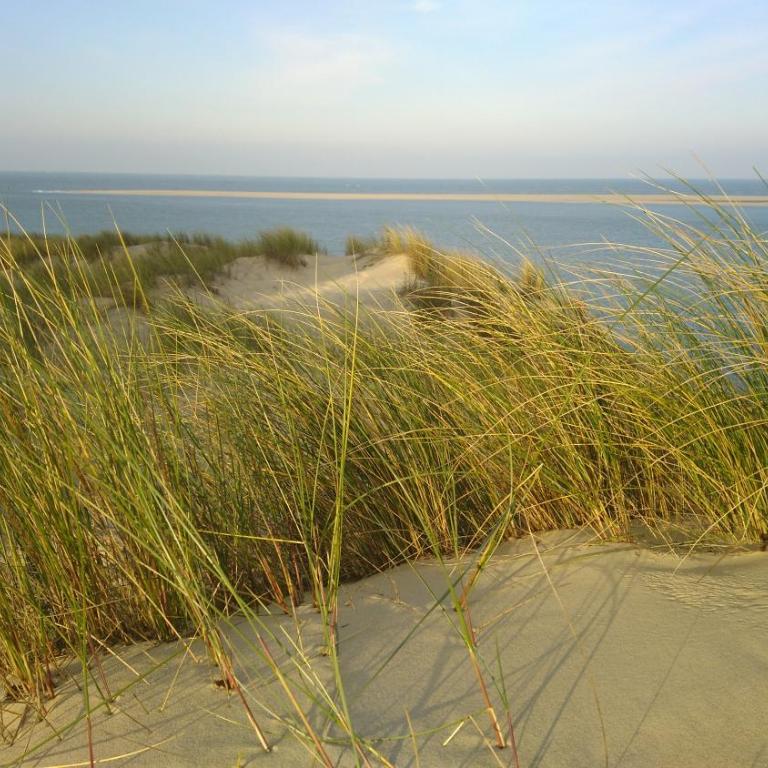 cottage la dune les cigales du bassin à Gujan-Mestras - Chalet 1 Chambre - 21