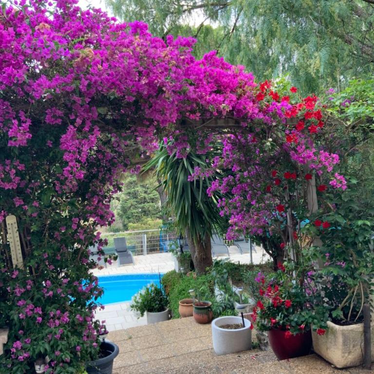 APT 65 M2 DANS VILLA AVEC PISCINE BANYULS SUR MER - One-Bedroom Apartment - 4