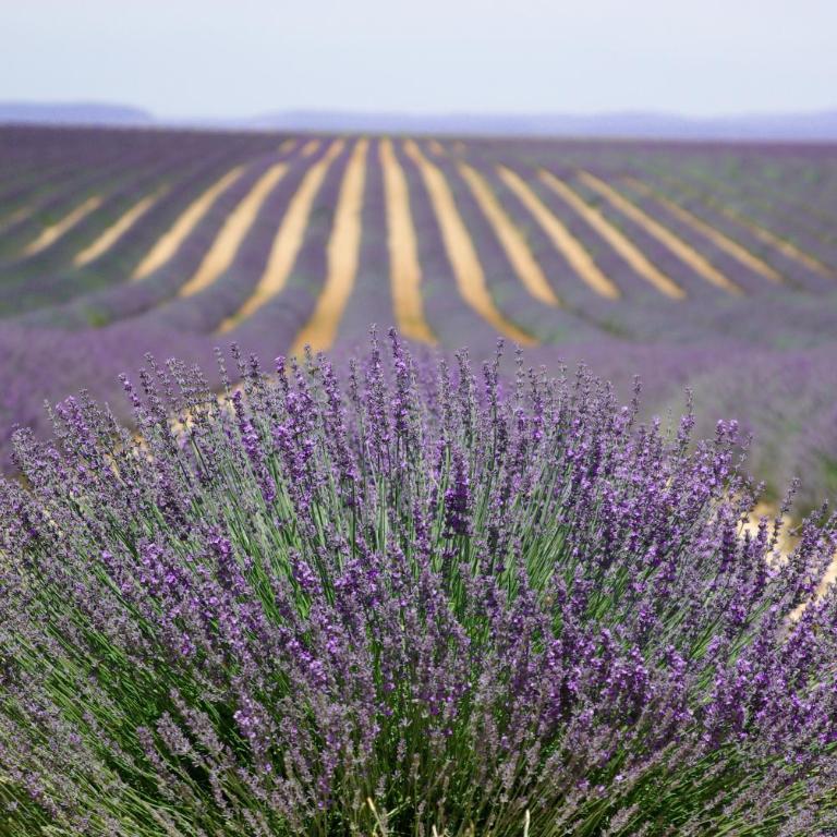 Un Coin De Luberon - Monolocale (2 Adulti) - 39