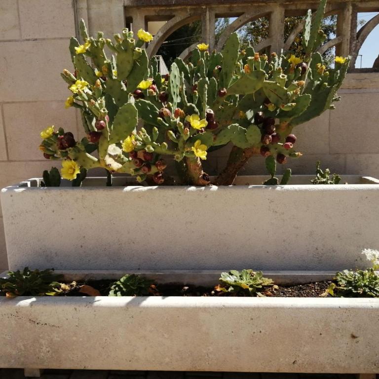 Trullo Paesano - Casa Vacanze - 11