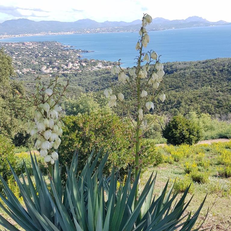 Villa Marcelline - Les Issambres Belle vue mer Golfe de Saint Tropez - Maison 5 Chambres - 73