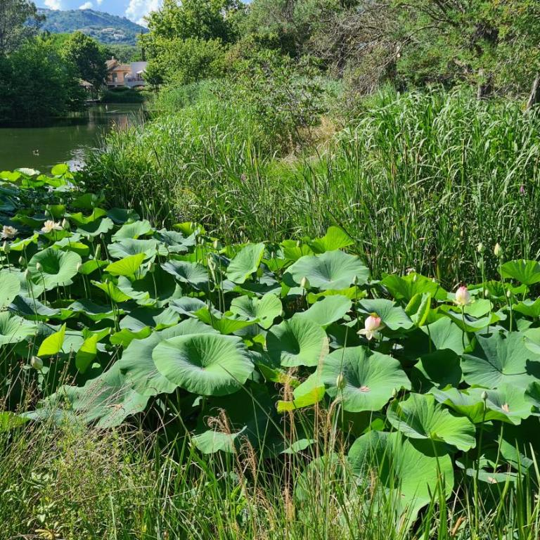 Les restanques du Golfe de SAINT TROPEZ, - Appartamento con 1 Camera da Letto - 23