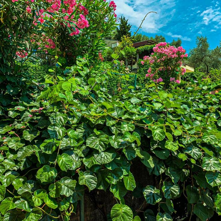 Villa Vojnic - Dvokrevetna Soba sa Bračnim Krevetom i Balkonom (3 Odrasle Osobe) - 16