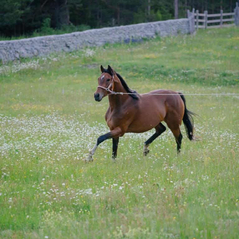 Etno selo Zminica - One-Bedroom House - 32