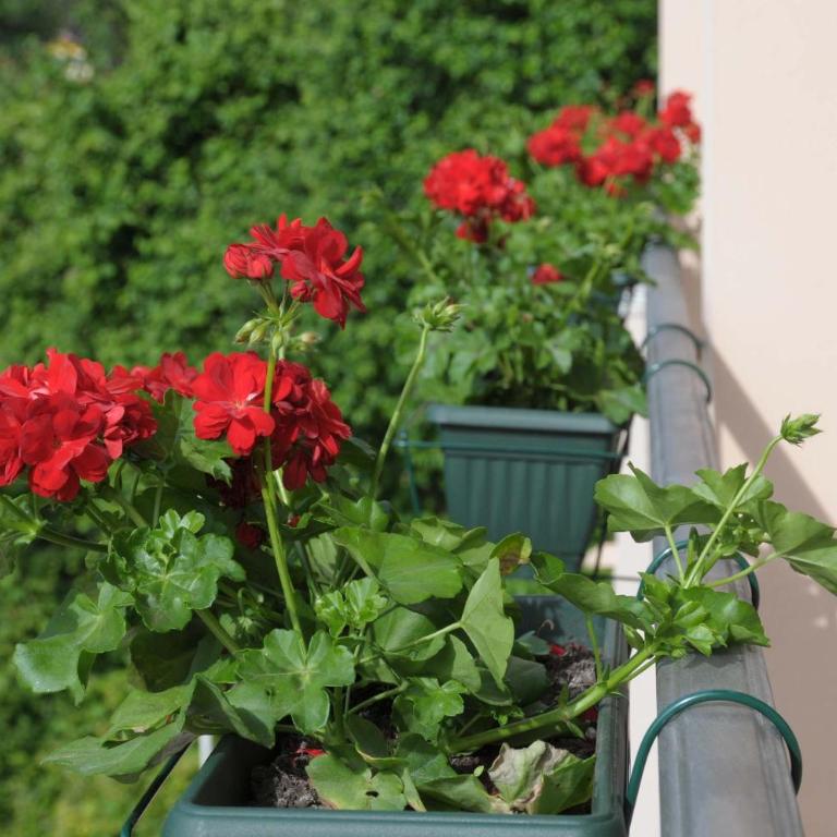 Apartments Royal - Studio (2 Odrasle Osobe) - 56