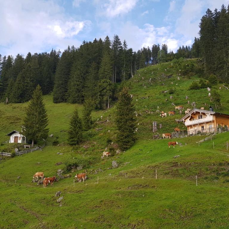 Almhütte Andrea - Two-Bedroom House - 60