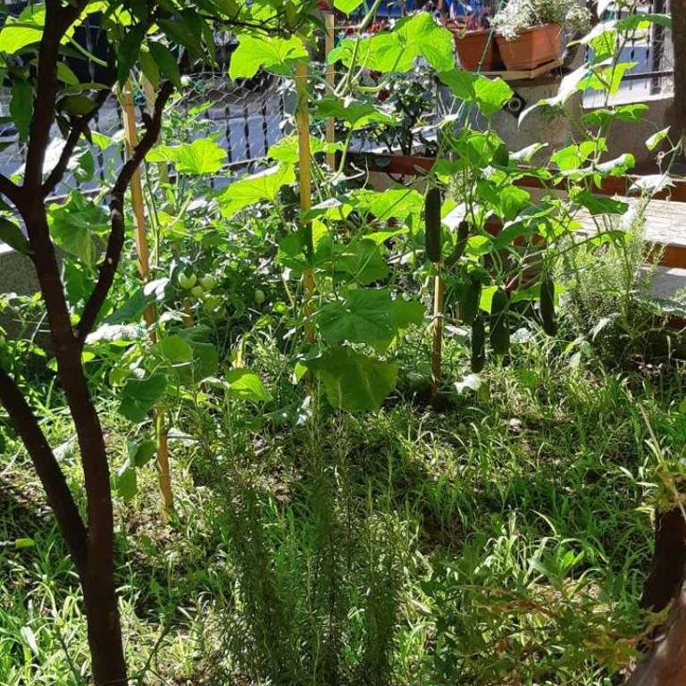 Apartments Škaljari - Apartment with Garden View - 5