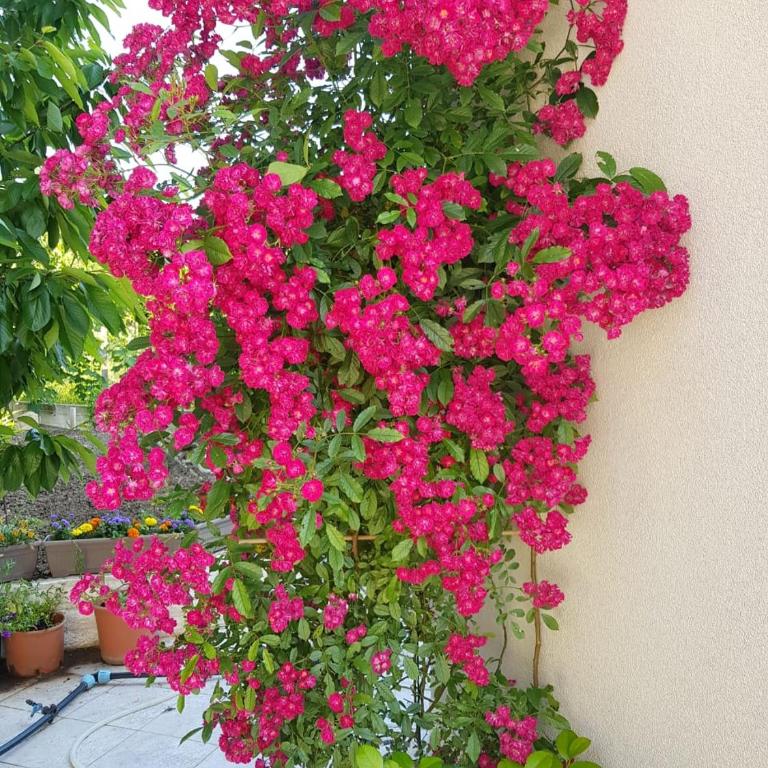 Verbalj apartment with swimming pool - Apartman sa 1 Spavaćom Sobom - 62