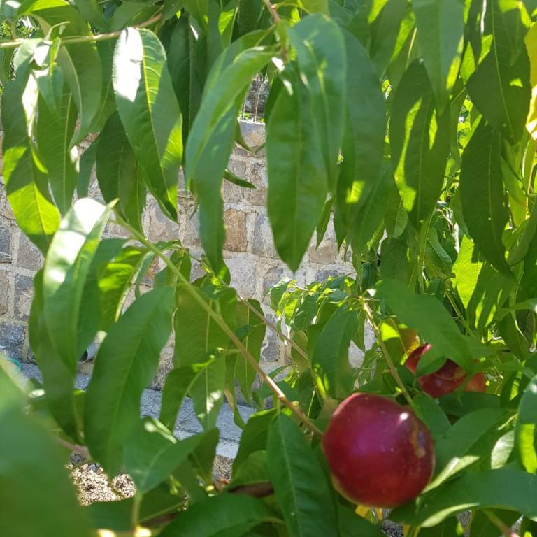 Verbalj apartment with swimming pool - Apartman sa 1 Spavaćom Sobom - 66