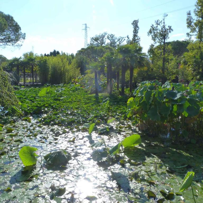Apartment in Lignano Sabbiadoro 21790 - Appartamento - 23