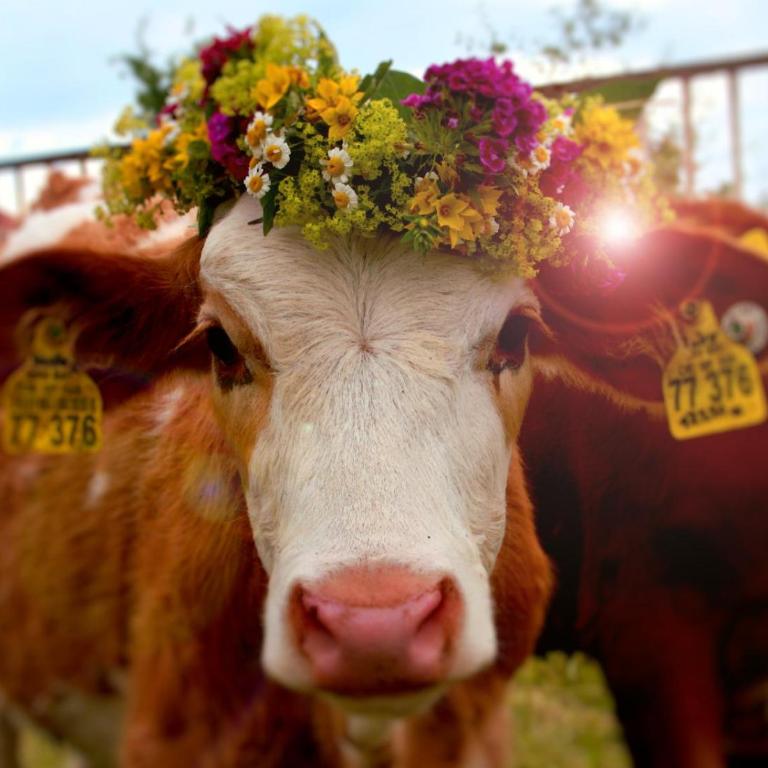 Mountain Harmony - Apartment mit Balkon - 16