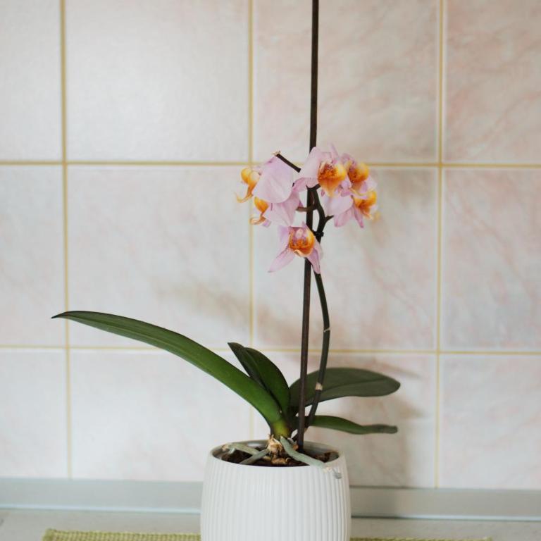 Mostar Orient - Apartment - 8