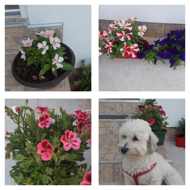 Durmitorski konak - Vacation Home - 17