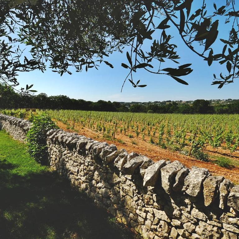 Masseria Trulli e Vigne - Junior Suite Deluxe - 6