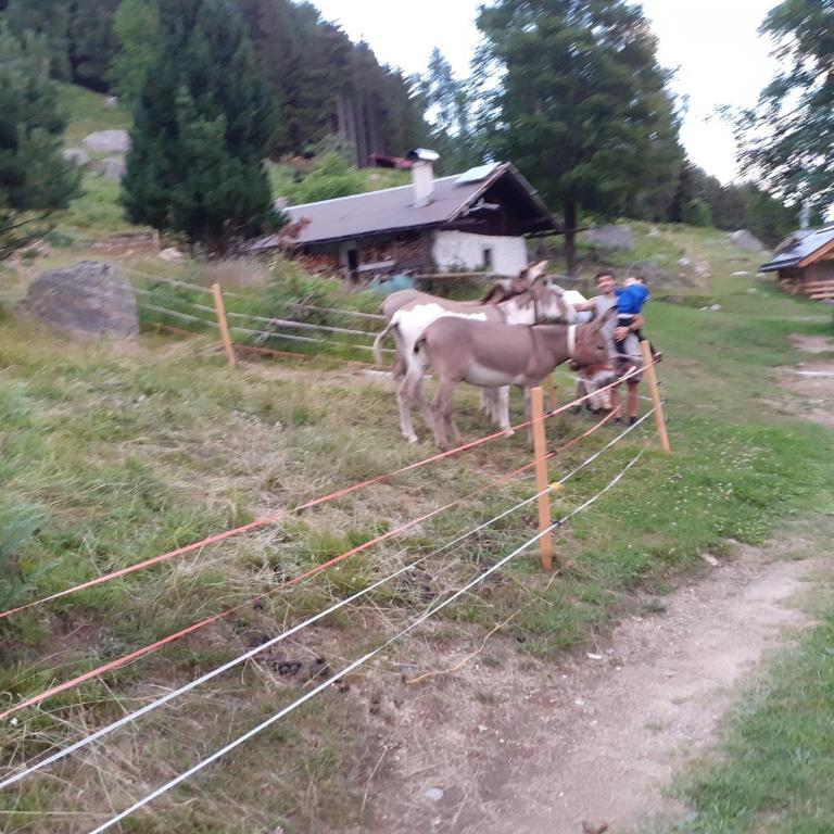 Baita Martin da Fist - Chalet - 48