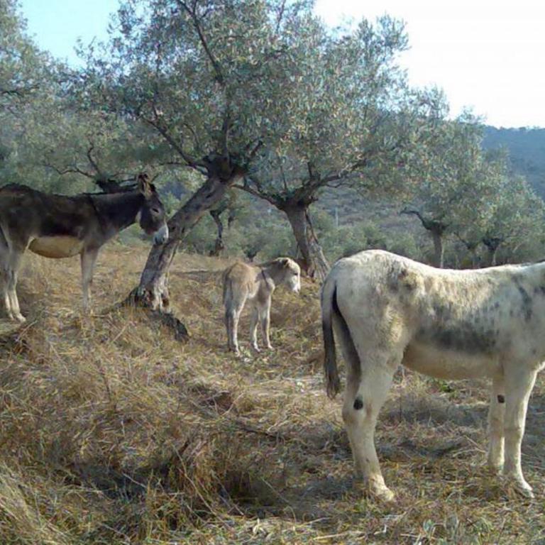 Cortijo "Era Grande 2" - Casa Unifamiliar de 3 dormitorios - 41