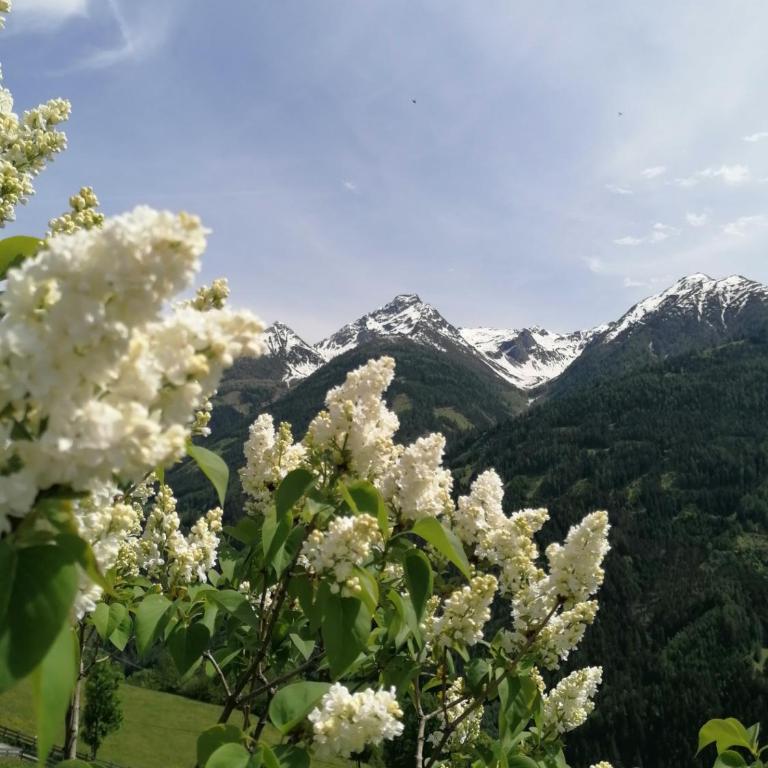 Ferienhaus Innerkienzerhof - Urlaub am Bauernhof - Ferienhaus - 43