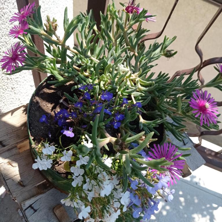 Romantic - Deluks Apartman - 61