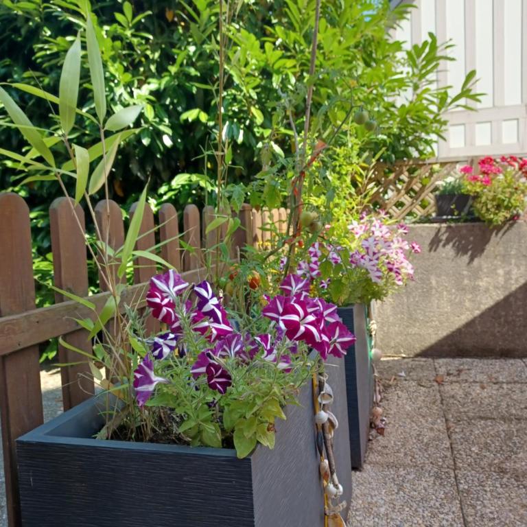 L'escale honfleuraise - Studio avec Terrasse - 4