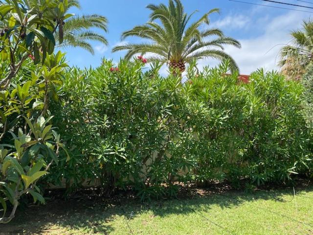 Villa Palmera Playa Almadrava, Els Poblets , Denia - Villa de 3 dormitorios - 38