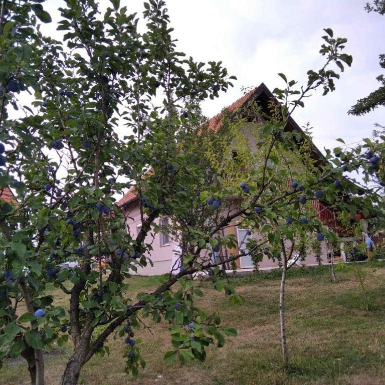 Vikendica Kostic - Vikendica - 11