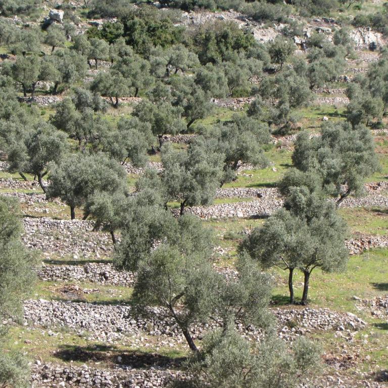 Cortijo "Era Grande 2" - Casa Unifamiliar de 3 dormitorios - 53