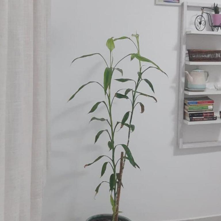 DEPRTAMENTO DONOVAN II - Apartamento de 1 dormitorio - 11