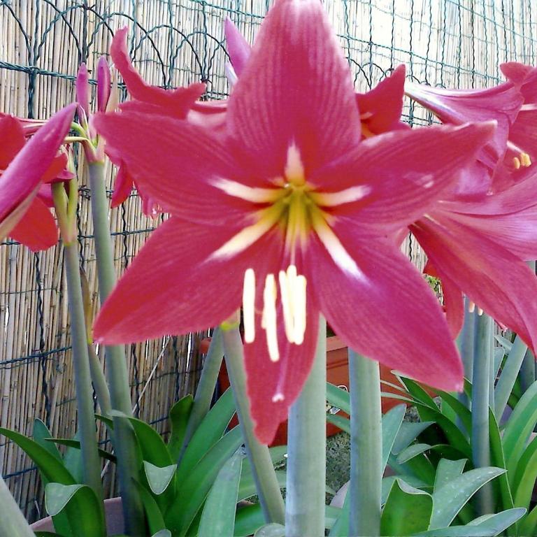 Il Giglio Rosso - Appartamento con Terrazza - 15