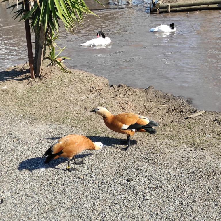 GUSMAR - Hermosa y confortable casa a pasos de la playa. - Two-Bedroom House - 74