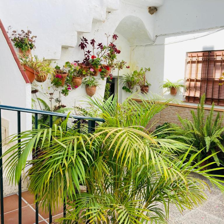 Apartamento Conil centro - Apartamento - 22