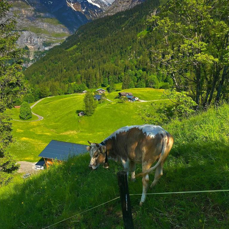 Chalet Swissalp Top Flitterwochen, Auszeit, Erholung - Apartment - auf 2 Etagen - 25