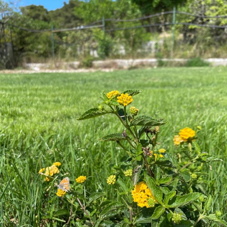 Villa Anna Maria Otranto - Appartamento con 1 Camera da Letto e Vista Giardino (3 Adulti) - 50
