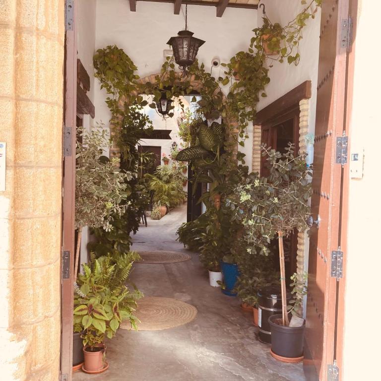 Apartamento Conil centro - Apartamento - 18