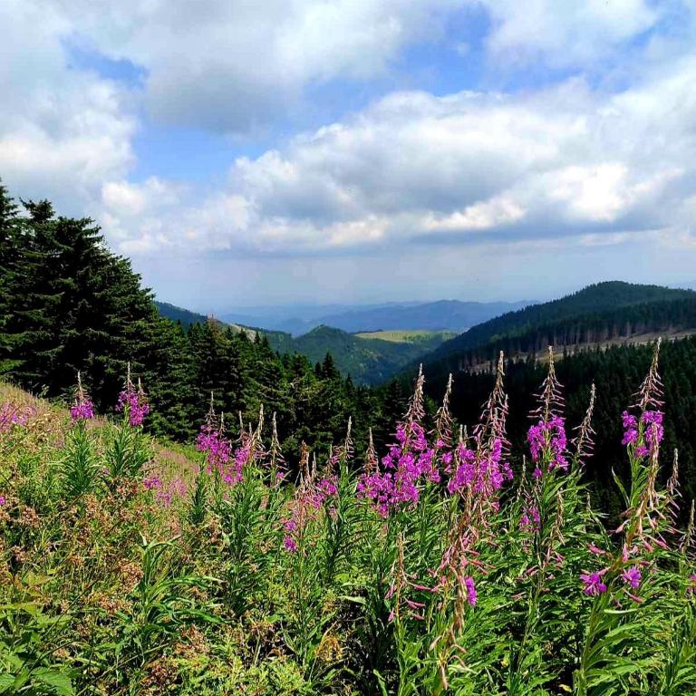 Apartman NERA - u Kraljevim čardacima Kopaonik - Deluks Studio Apartman sa Terasom - 21