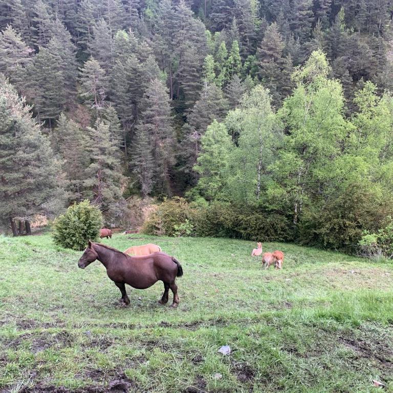 MAIANS - Hut 6098 - Vall d'Incles - Soldeu - Apartamento de 2 dormitorios - 28