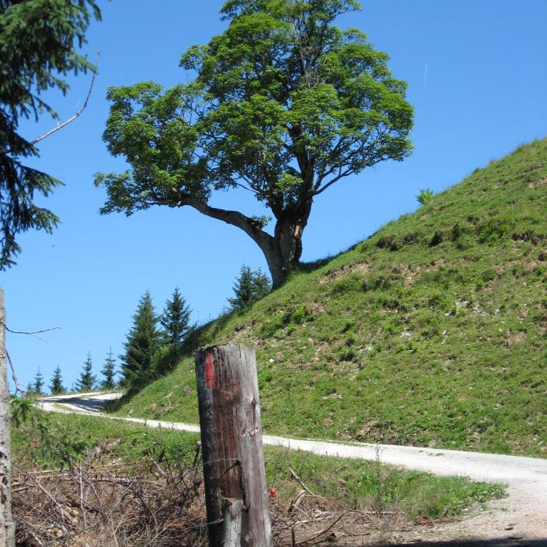 Silber Lodge im Wiesenstein - Apartamento con balcón - 21