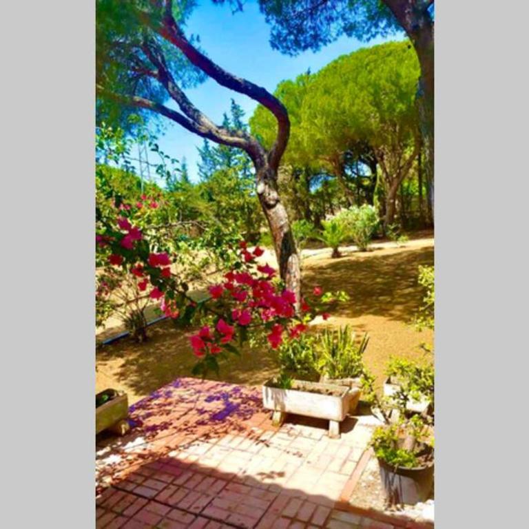Agradable casa de campo con piscina en la Barrosa - Casa de 3 dormitorios - 8
