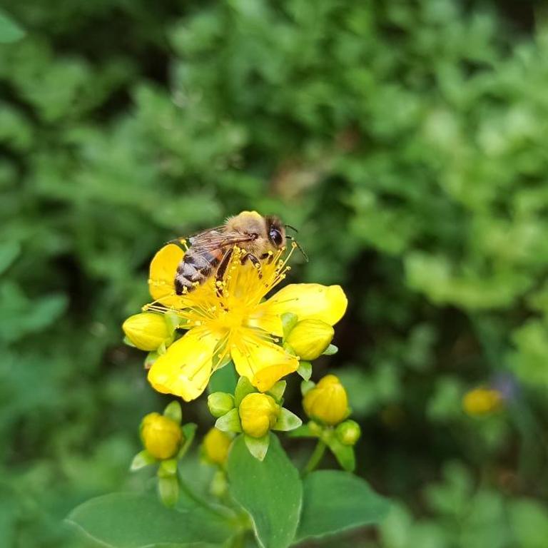 Edelweiss village apartment - Vacation Home - 23