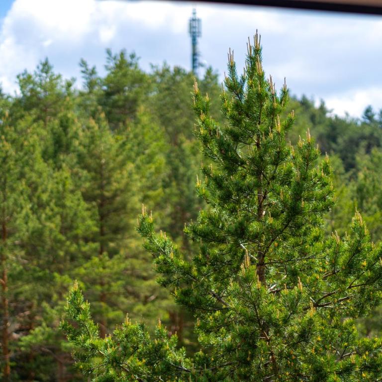 Vila Pekovic, Pine Trees View Apartment with big balcony in The Center of Zlatibor! - Apartman sa Pogledom na Planinu - 12