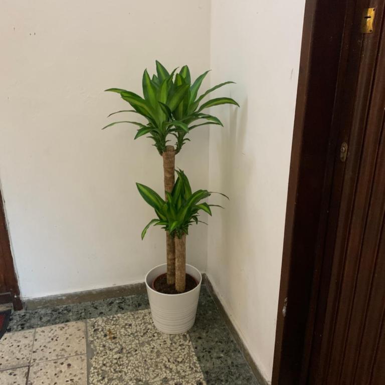 Pisa Train Station Guest House - Appartamento con 2 Camere da Letto - 45