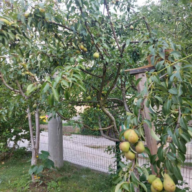 Villa Amir - Vila - 39