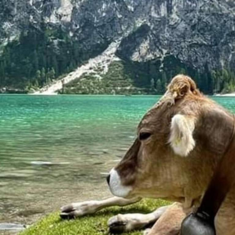 Relax al lago di Braies - Casa de 2 dormitorios - 34