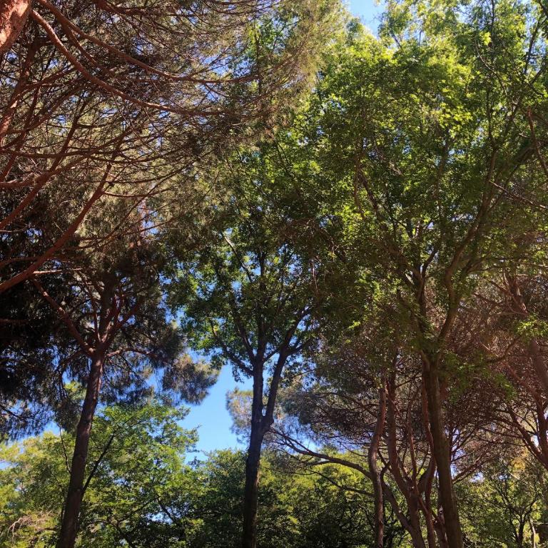 Camping Dolce Vita - Mobile Home Bravona - 8
